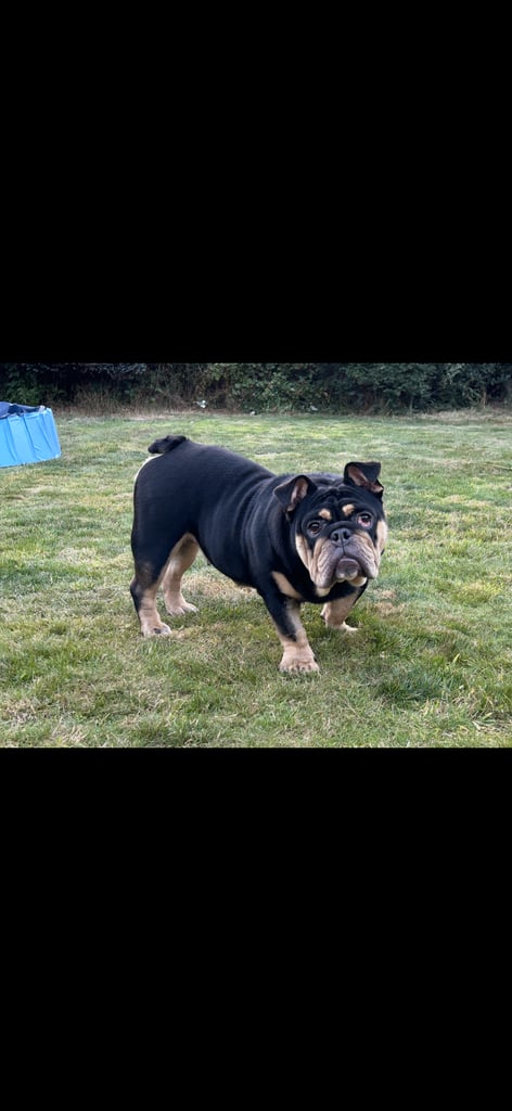 Black and Tan English bulldog 
