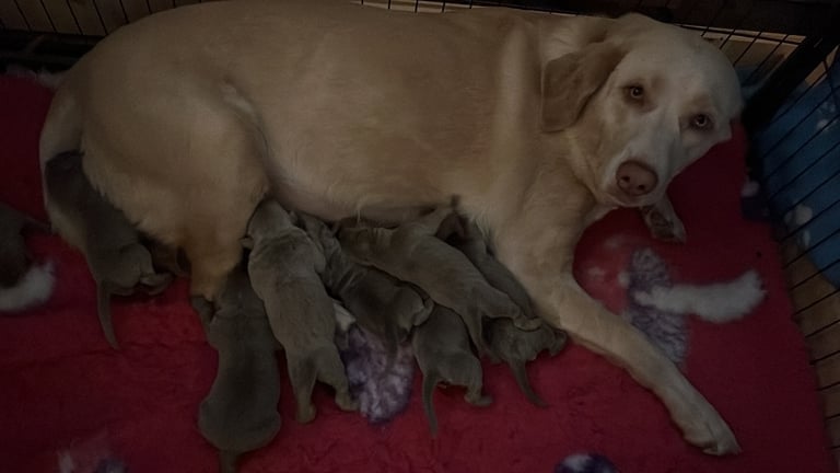 Kc dna clear silver Labrador pups 