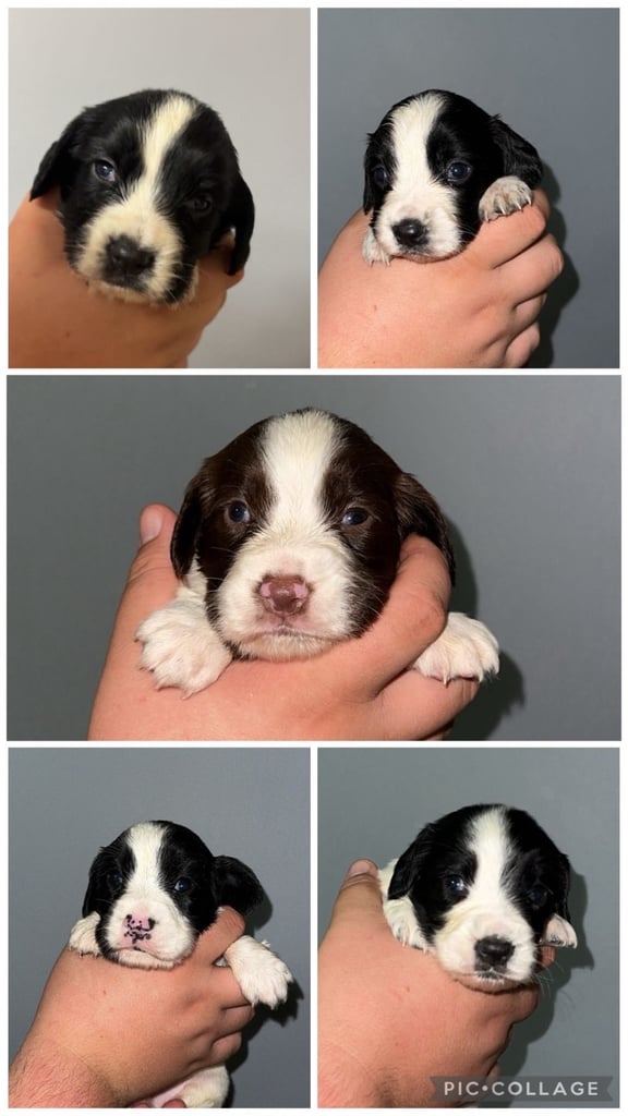 Beautiful sprocker spaniels 