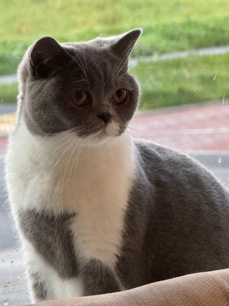 Blue BSH female cat 