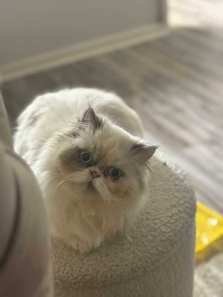 Persian cat- new loving home needed 