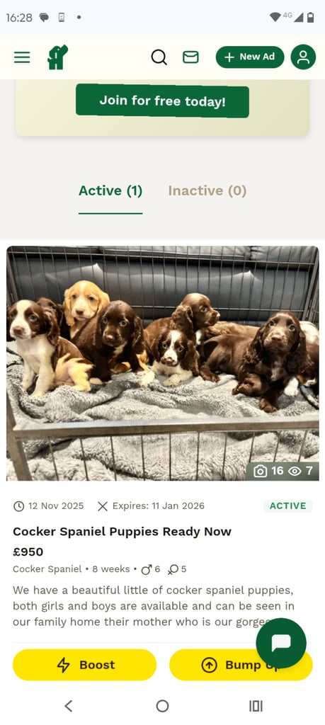 Cocker Spaniel Puppies Ready Now 