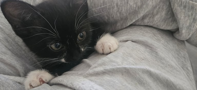 image for Black and white kitten 