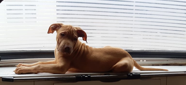 Presa cross puppies looking for homes 