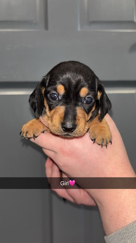 Miniature Dachshund Puppies 