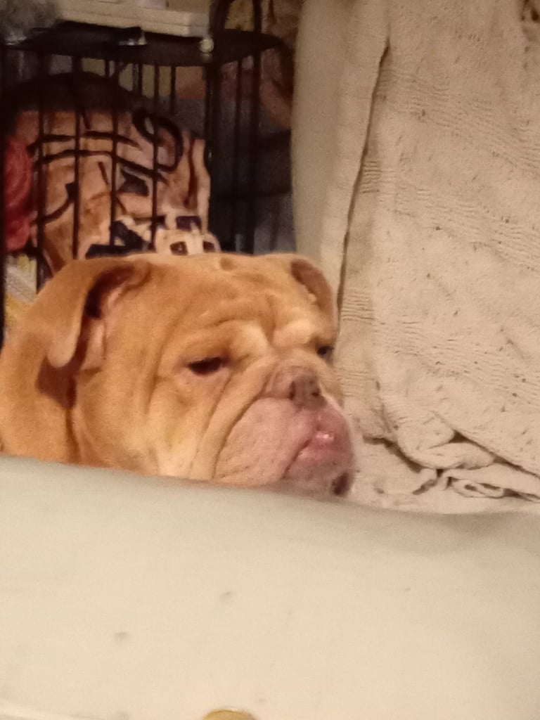 English dog in Northern Ireland Dogs Puppies for Sale Gumtree