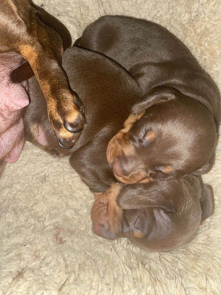 Min chocolate and tan smooth hair