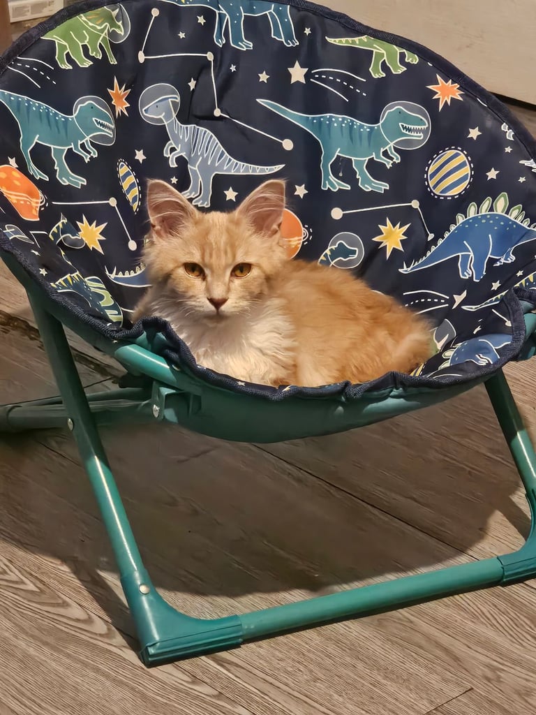 Female main coon for sale