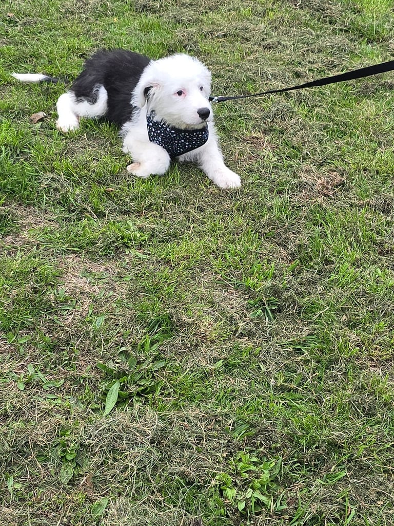 Old english sheep dog