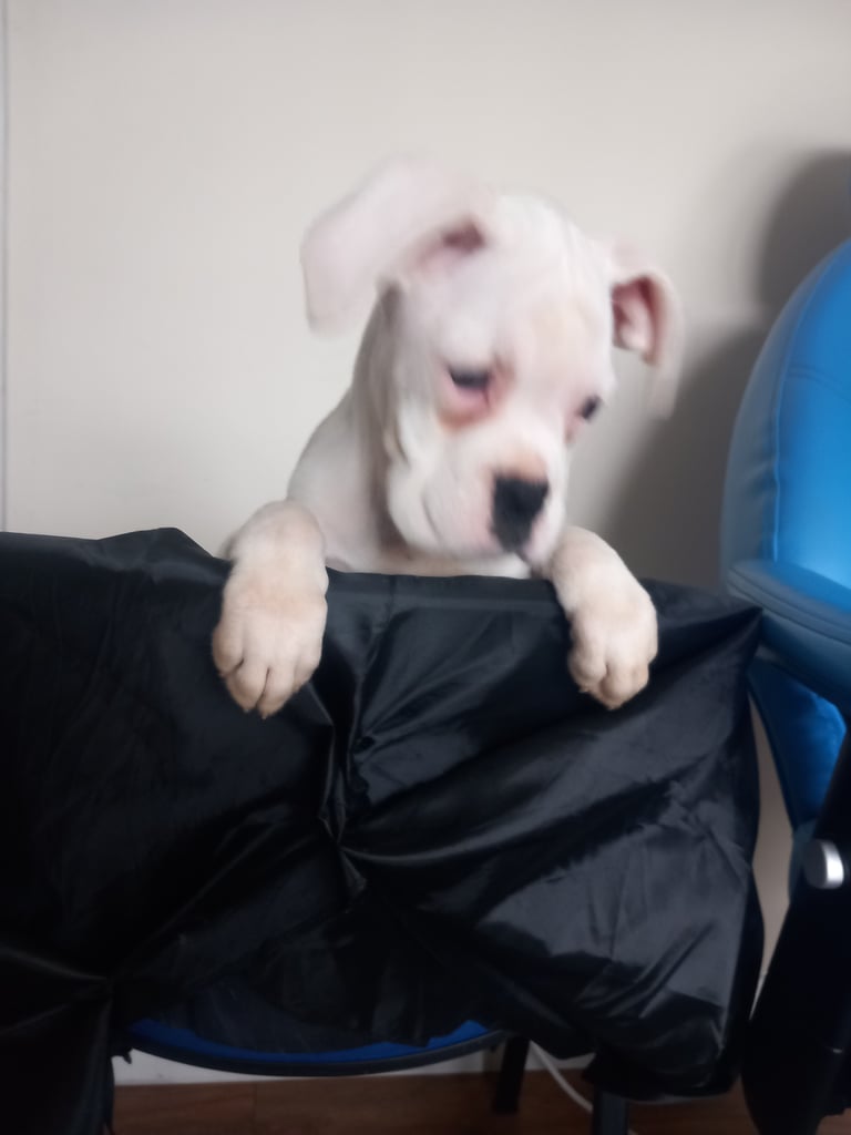 Boxer Puppy READY NOW