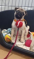 Pug puppies **REDUCED **