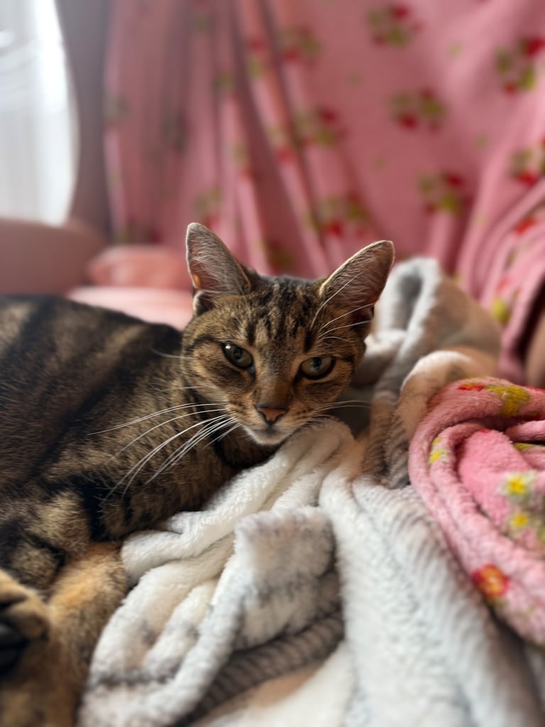 2 x female kittens 11 months old 