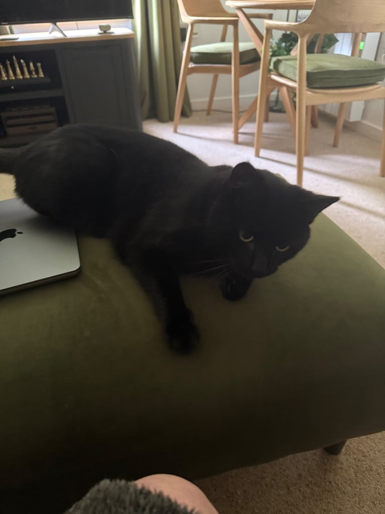 Bombay Cat