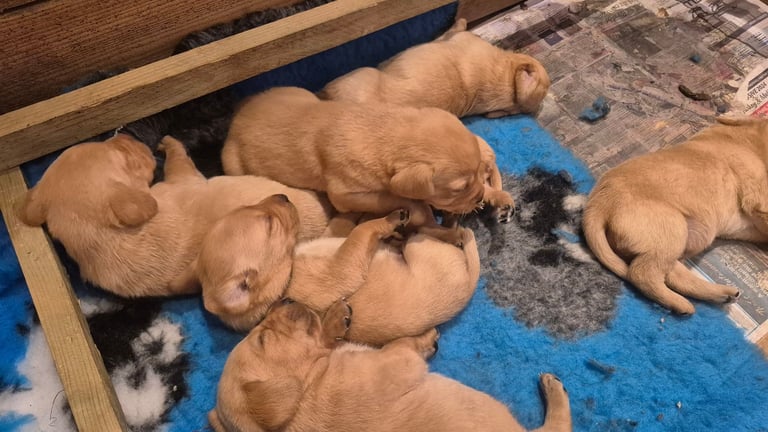 Gorgeous red labrador puppies