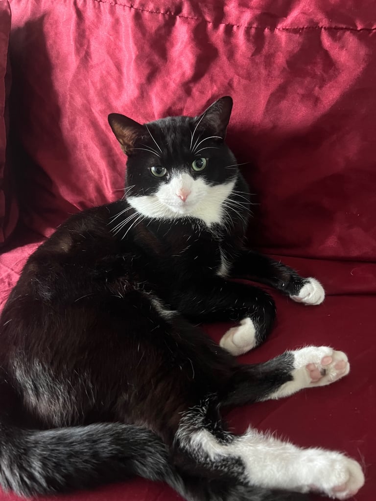 Very friendly British shorthair 