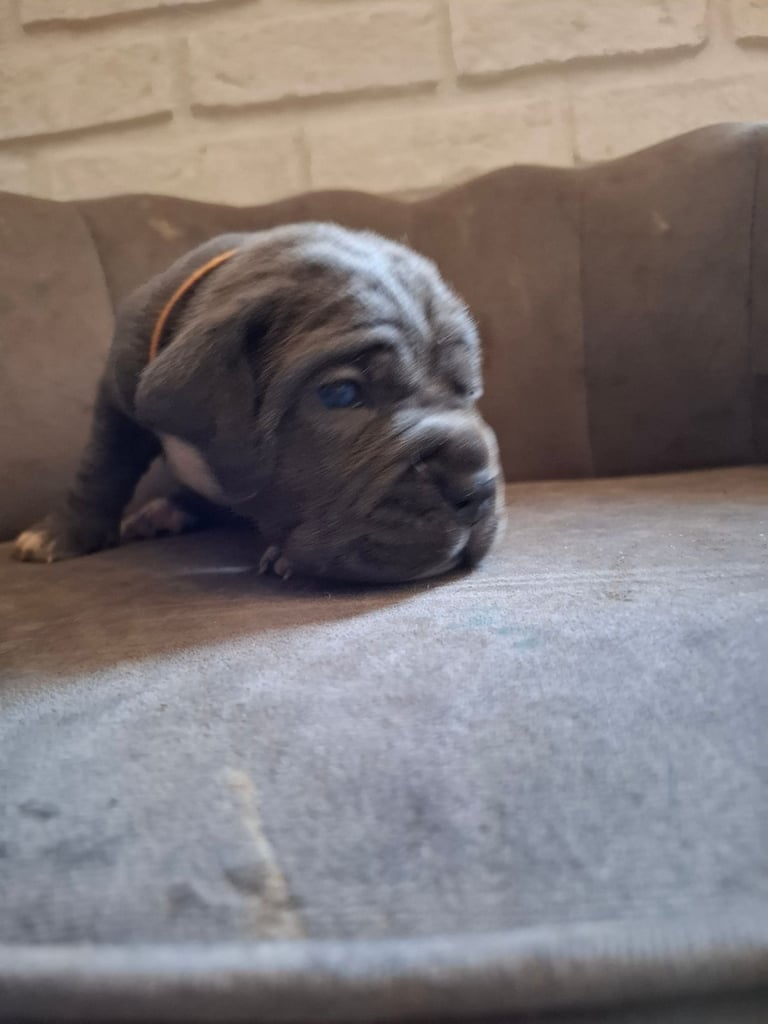 **REDUCED** 2 left Pure Cane Corso puppies (Blue) 2 females left 