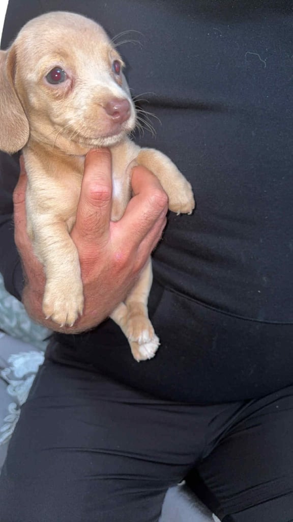 Mini dachshund