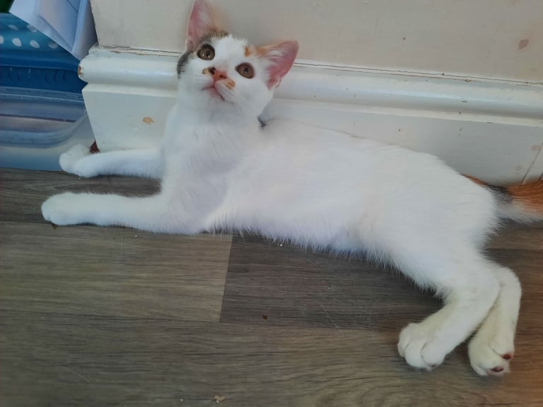 beautiful female kittens, white / tabby, looking for a new home
