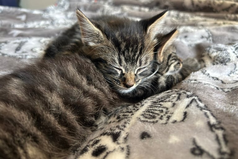 bengal x ragdoll kittens READY TO LEAVE 