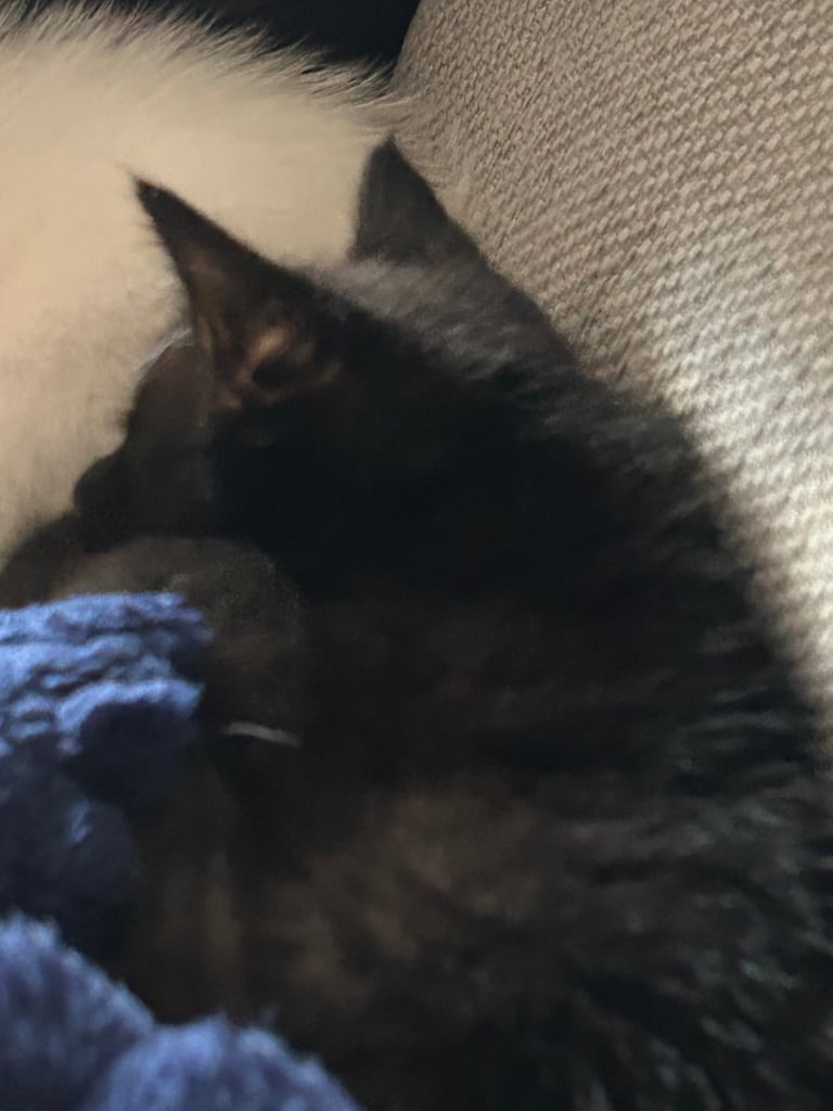 Kittens looking for a forever home