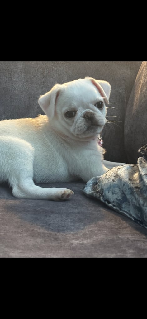 White and fawn pug puppy 