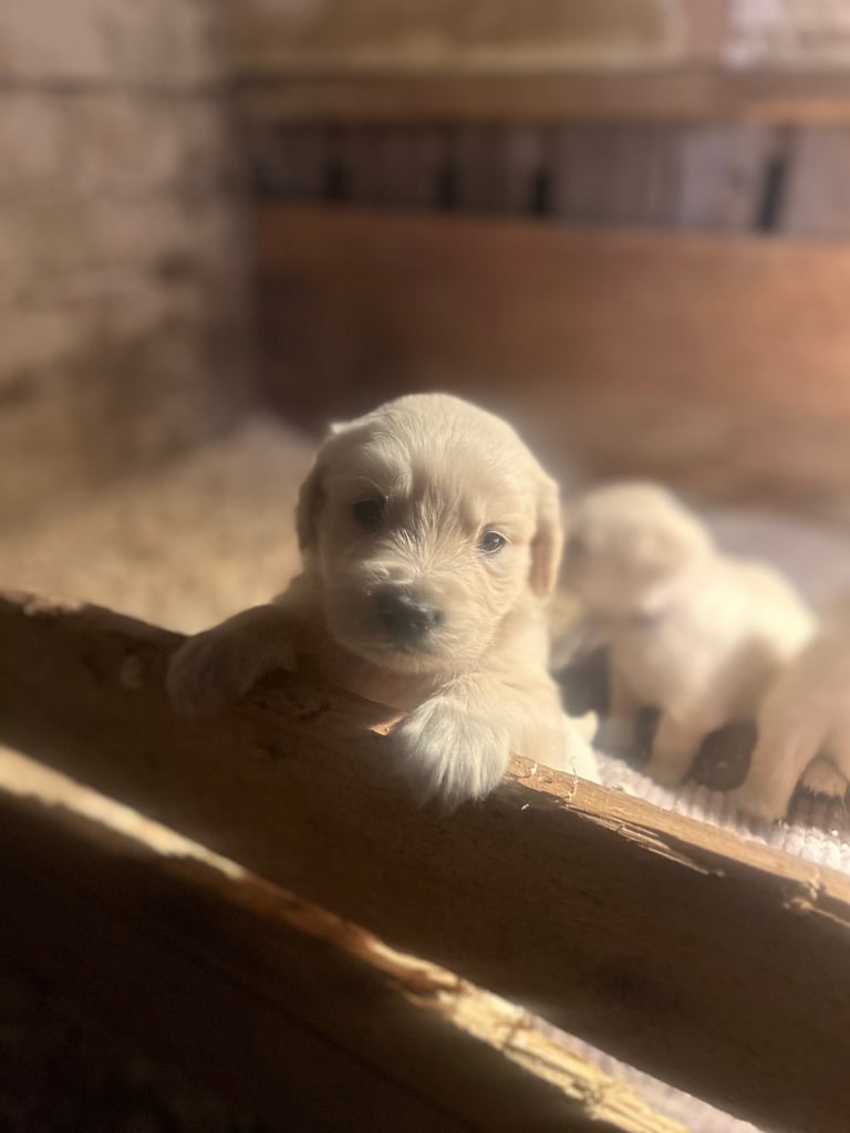 Golden retriever pups 