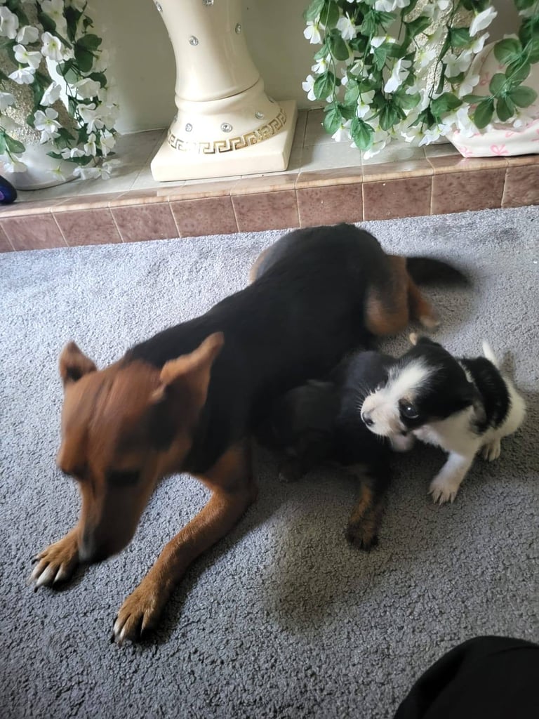 image for Jack Russell 