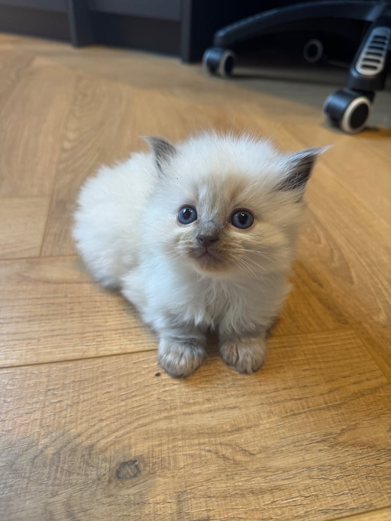 Ragdoll kittens Purebred 
