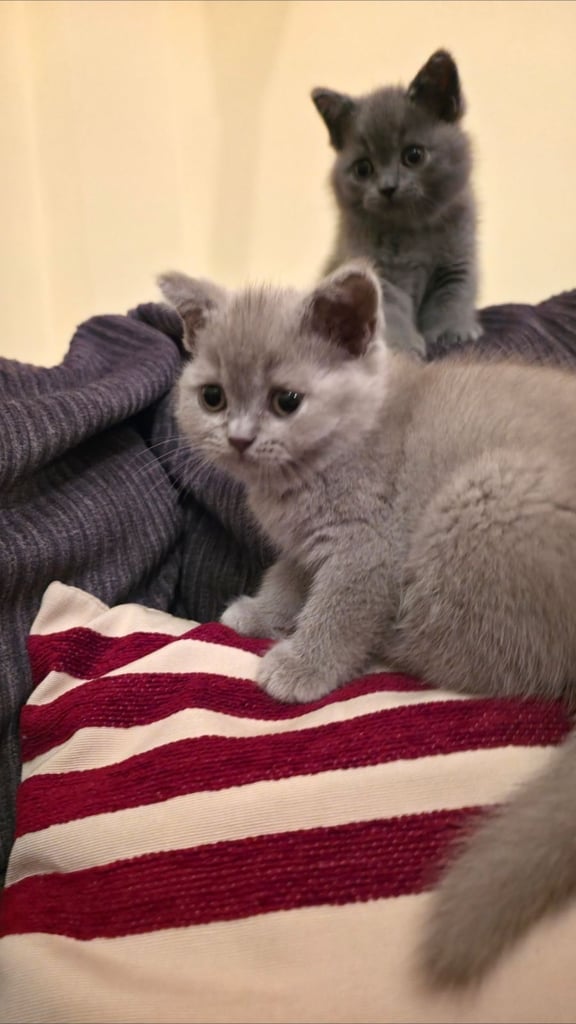 British Shorthair Kittens for sale - Pedigree Lilac and Blue