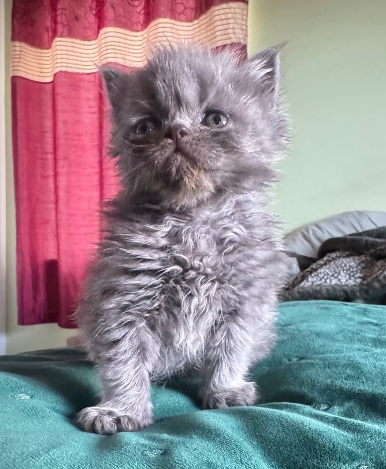 Pure Persian kittens 