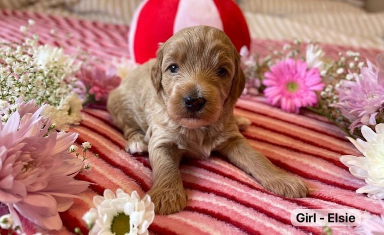STUNNING F1B MALTIPOO PUPPIES 