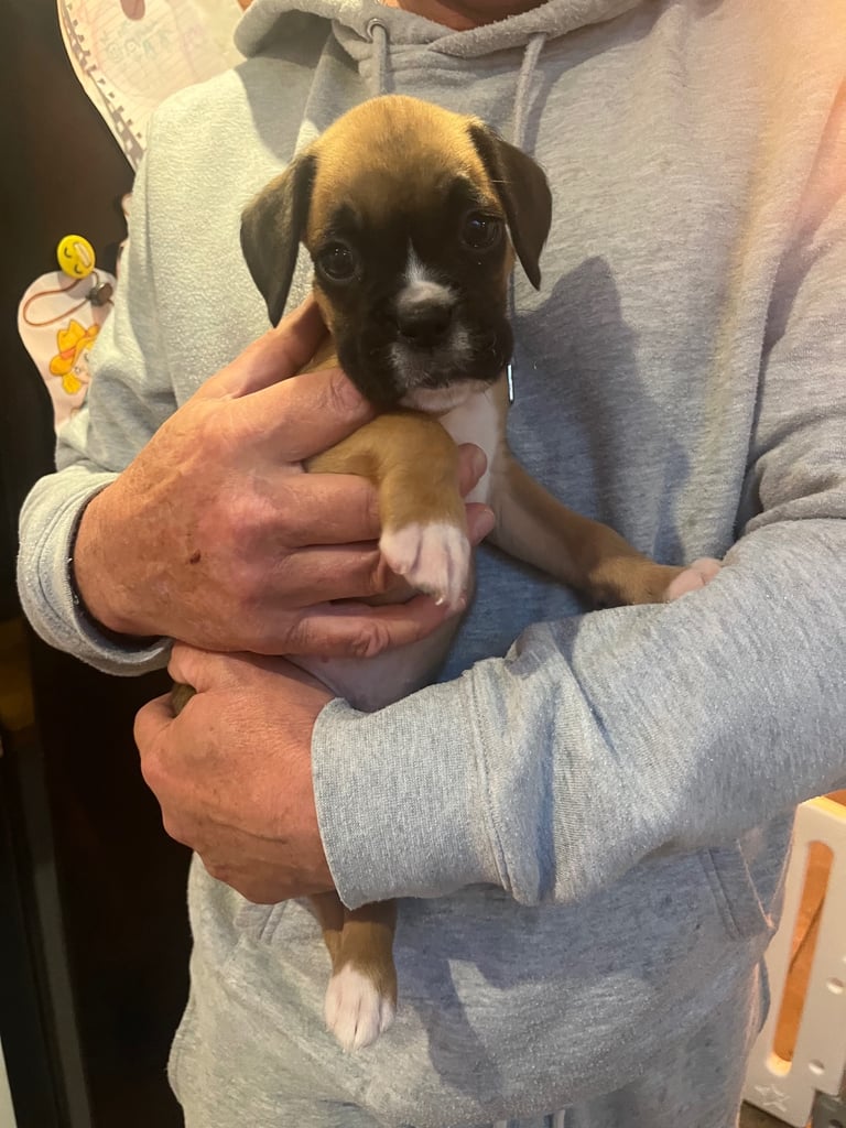 Boxers for sale. One bobtail one long tail 