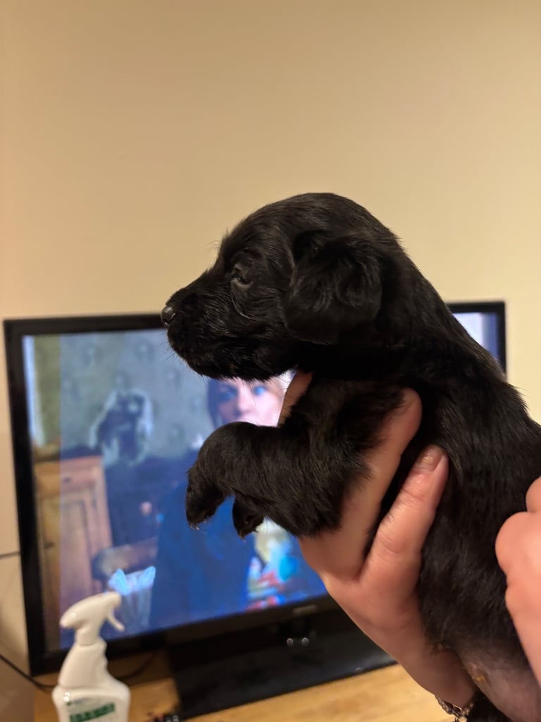 Lab/cockapoo puppies for sale