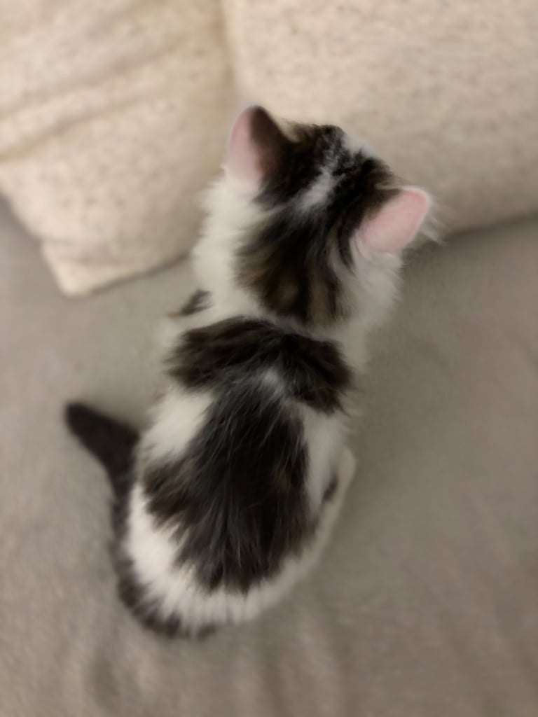 kittens 