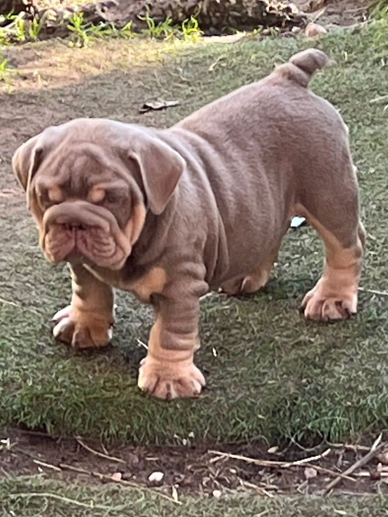 Bulldog puppies 8 weeks old