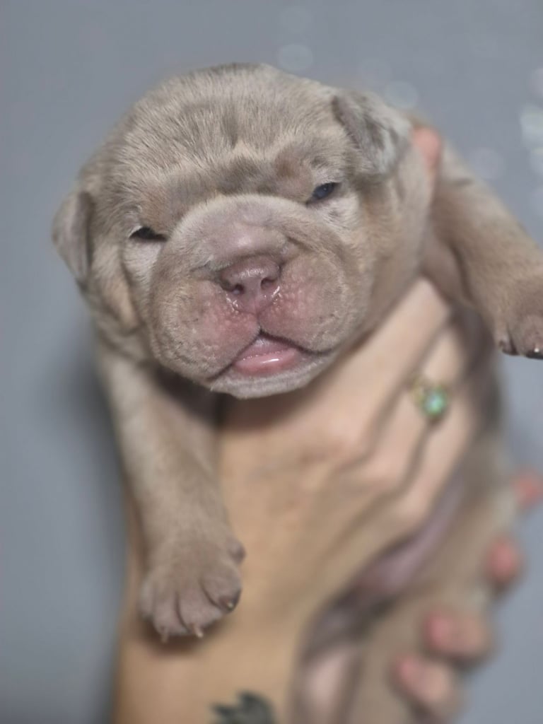 Beautiful Rainbow Litter Of New English Bulldog 