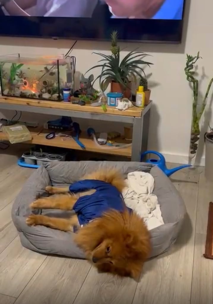 Pomeranian dog almost 3 years