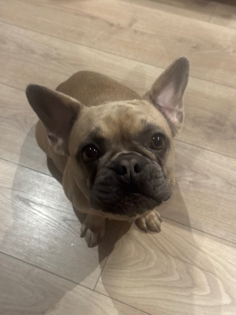 French Bulldog Puppies for Sale – Ready 8th December