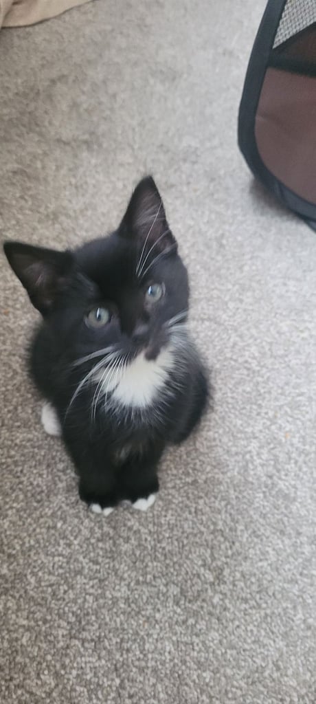 2 Adorable kittens left 1 boy 1 girl , 1 girl