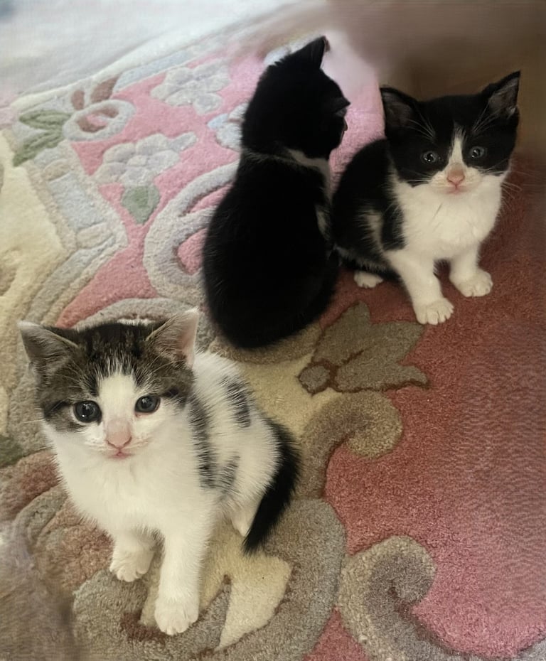 4 Sweet tempered kittens looking for loving homes