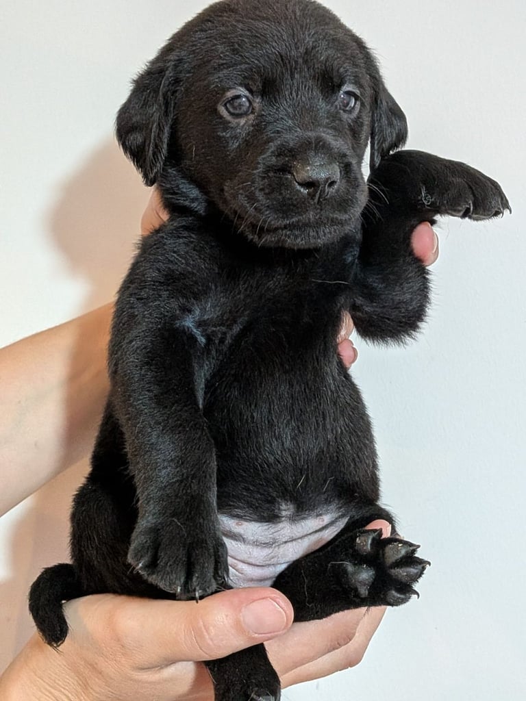 Reducrd* 11 KC reg, labrador retrievers, 10weeks old.