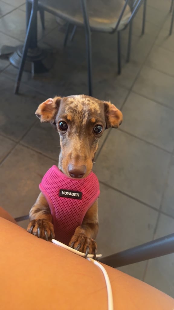 ❤️Beautiful 3 year old dapple miniature dachshund for sale ❤️