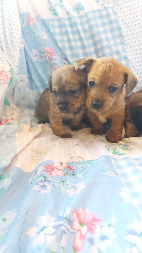image for Dachsund x pomeranian 