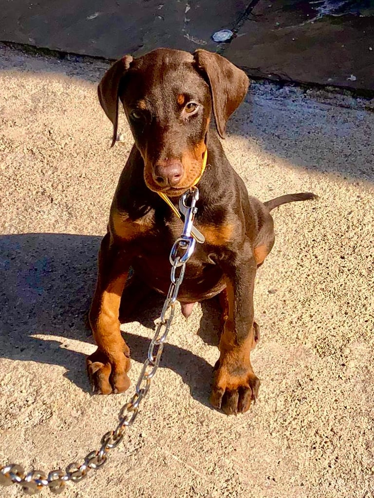 Doberman puppy 