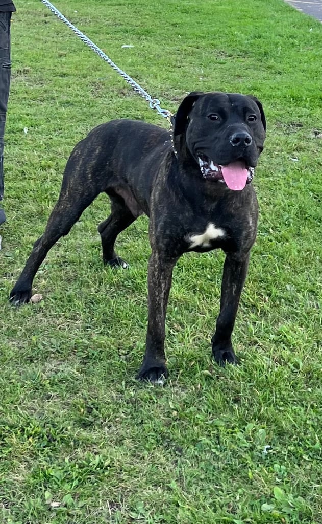Cane corso 