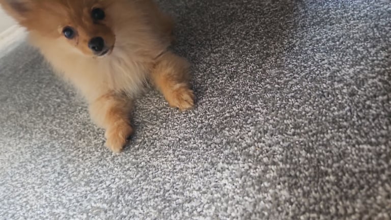 Puppie 