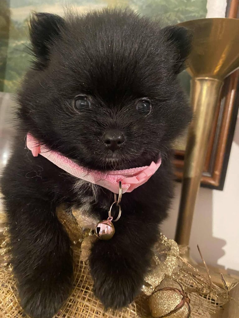 image for Pomeranian puppies 