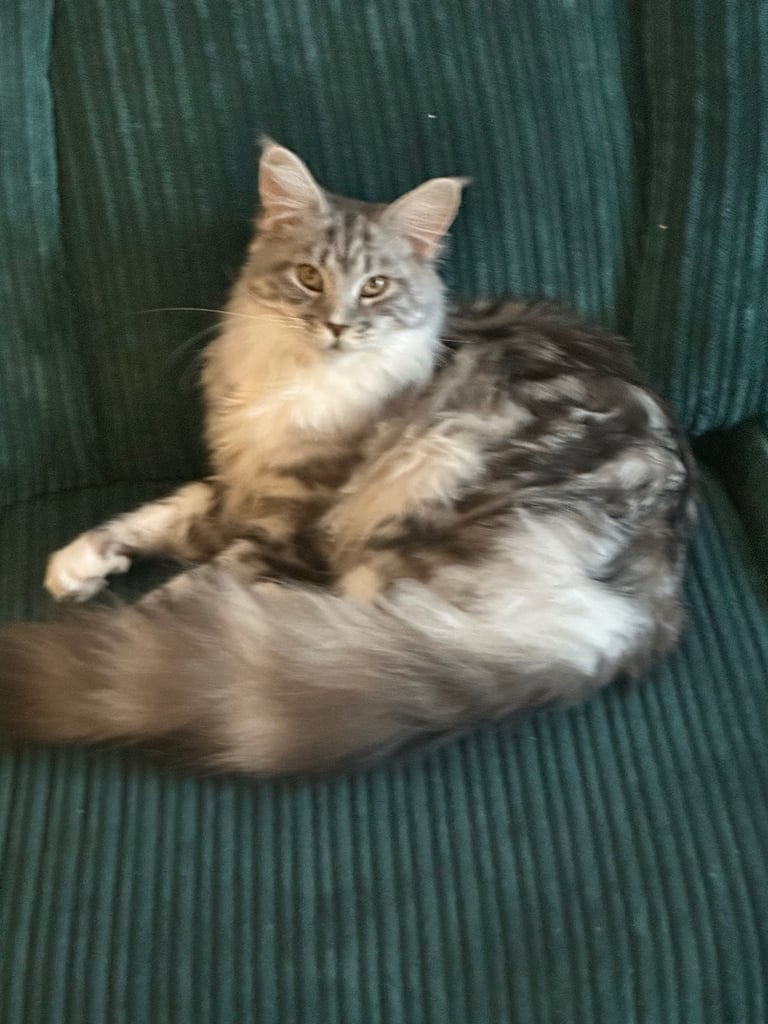 Maine coon female tica registered non active 