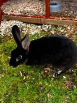 Female Black Rabbit with new hutch