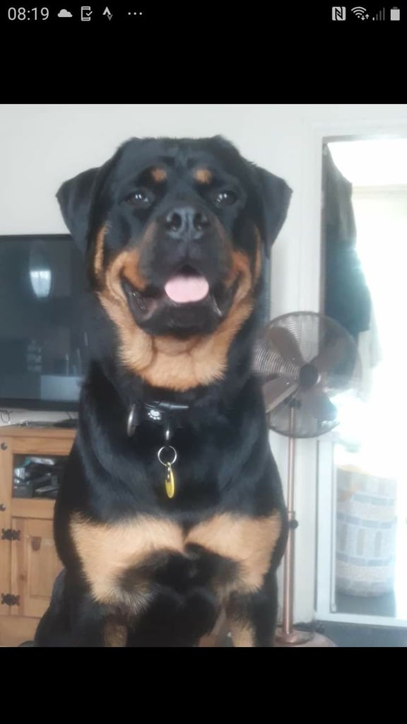 Rottweiler 